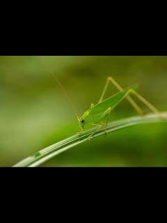 [x]ツユムシの生態や見分け方 | 虫の写真と生態なら昆虫写真図鑑「ムシミル」