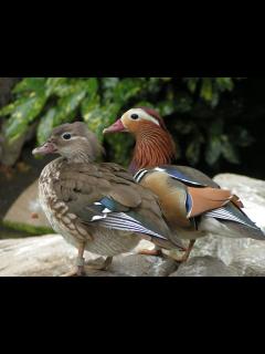 [x]芸能人おしどり夫婦 1 - YouTube