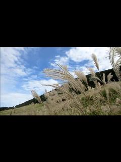 [x]箱根・仙石原ススキの景色 - YouTube