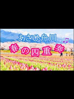 [x]あさひ舟川 「春の四重奏」舟川べり桜並木 BGM Zefiro 吉野繁樹 - YouTube