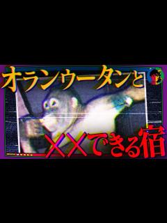 [x]激安売 宿…相手は「オランウータン」 - YouTube
