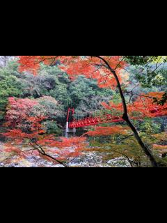 [x]やまぐちの紅葉めぐり～人気スポットBEST10！～ - 地元情報誌が山口県を深堀していくウェブマガジン