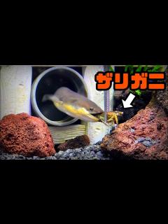 [x]本日のウナギの食事はリバース…？ - YouTube