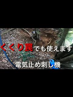[x]くくり罠での捕獲にも使える電気止め刺し機！くくり罠捕獲動画 - YouTube