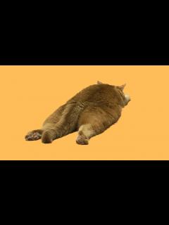 [x]용맹한 뚱땡이 고양이 - YouTube