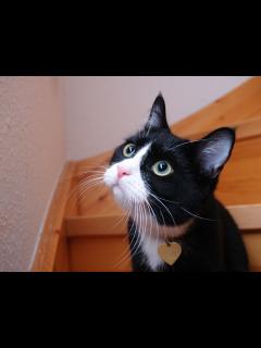 [x]【猫の模様・柄の分類】どんな種類がある？｜毛色で分かる猫の性格 - YouTube