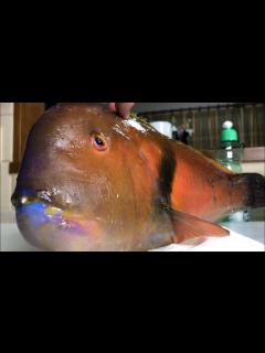 [x]人に噛み付く凶暴な魚を食べてみたら。。 - YouTube