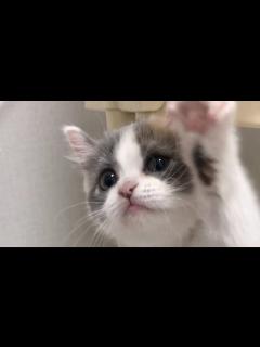 [x]ENG) 쫀떡이 헬로 짤이 어떻게 탄생했냐면요 (feat. 뽀시래기 쫀떡) - YouTube