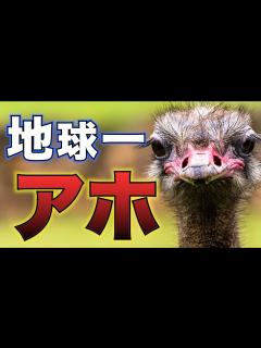 [x]地球一アホな生き物はダチョウでした。。。 - YouTube